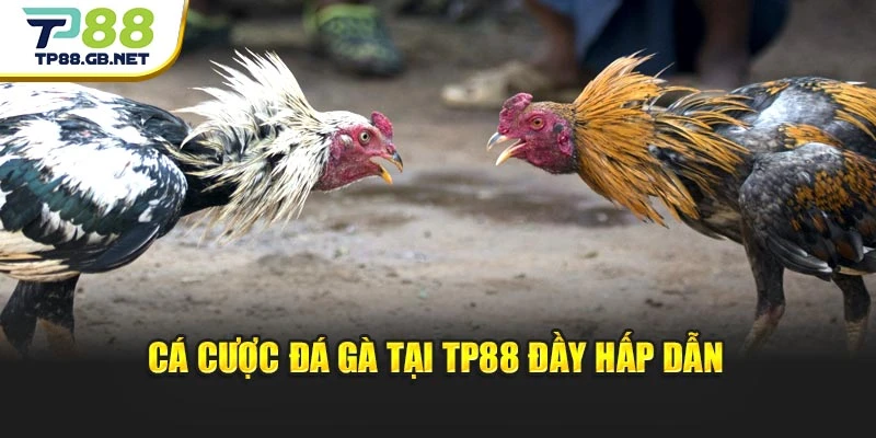 Cá cược đá gà tại TP88 đầy hấp dẫn