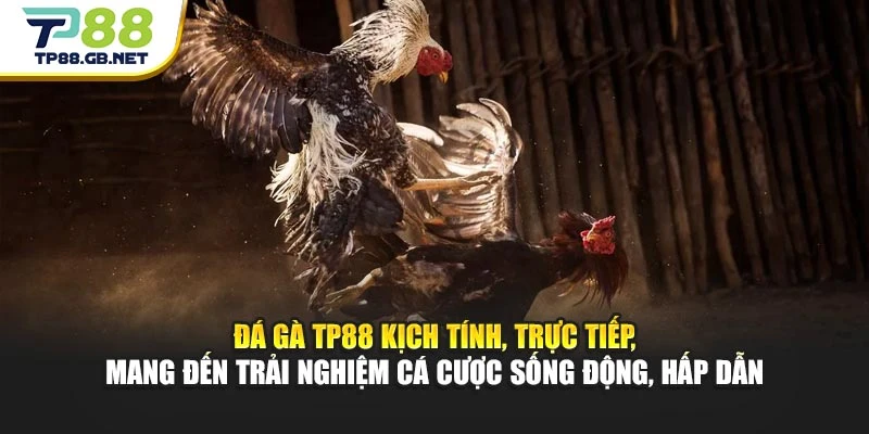 Đá gà TP88 kịch tính, trực tiếp, mang đến trải nghiệm cá cược sống động, hấp dẫn Đá gà TP88 kịch tính, trực tiếp, mang đến trải nghiệm cá cược sống động, hấp dẫn