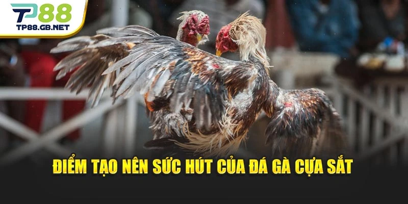 Điểm tạo nên sức hút của đá gà cựa sắt