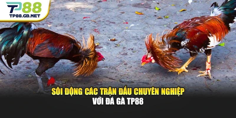 Sôi động các trận đấu chuyên nghiệp với đá gà TP88