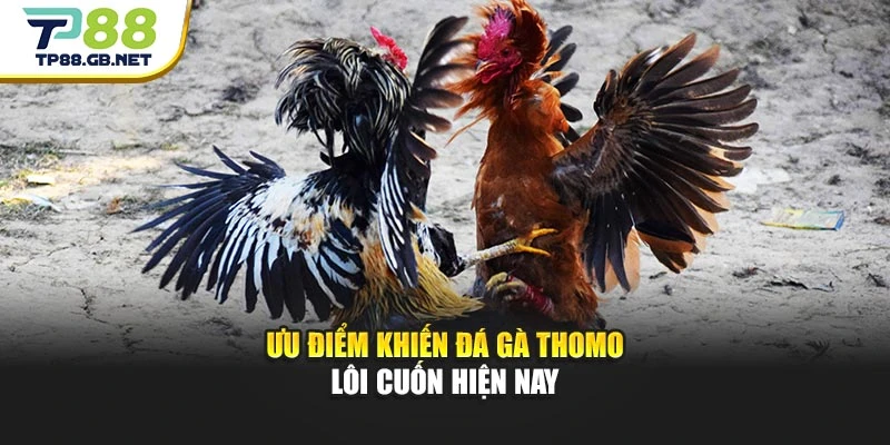 Ưu điểm khiến đá gà Thomo lôi cuốn hiện nay